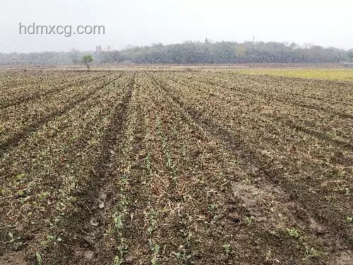 加固溪流生态，河狸先生引领绿植移栽新趋势